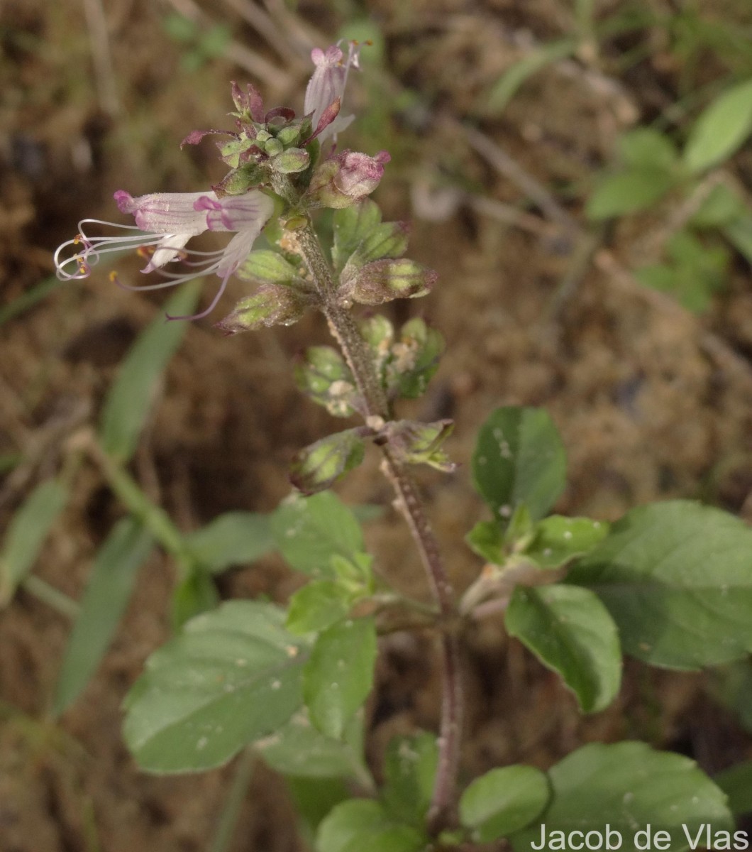 Ocimum filamentosum Forssk.